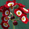 Primula Auricula Scorcher - Abriachan Nurseries